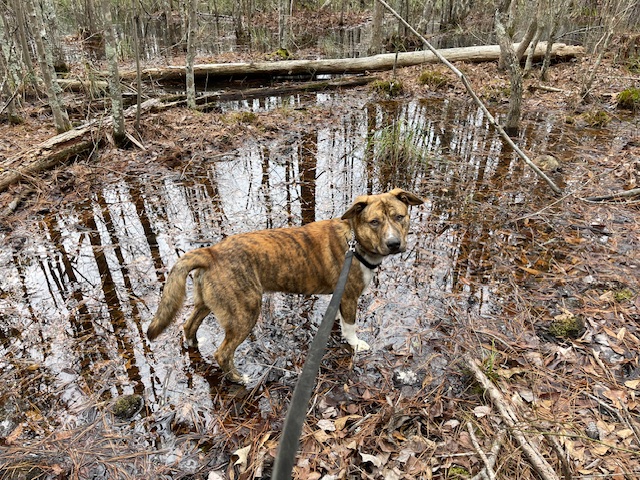 Brown hound dog sits next to a swamp and looks back at owner.